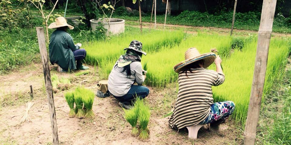 Thai Farm Cooking School Review | Chiang Mai