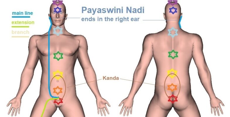 Payaswini Nadi – Location, Pathway, and Function