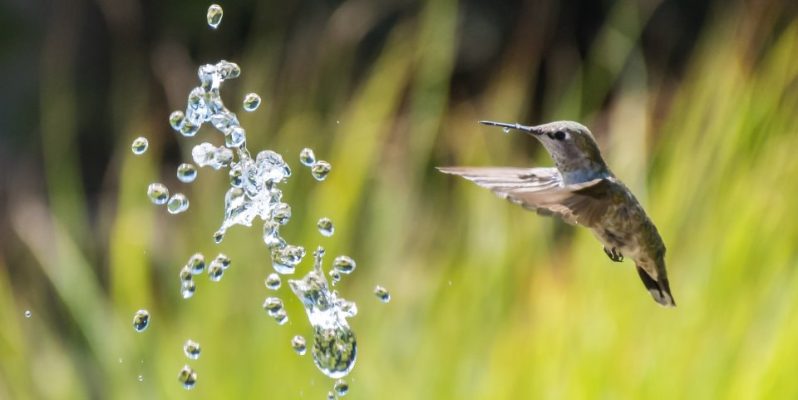 Humming Bird Experience while Watering the Plants