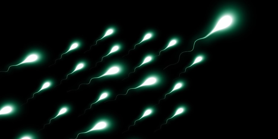 Sperm cells moving