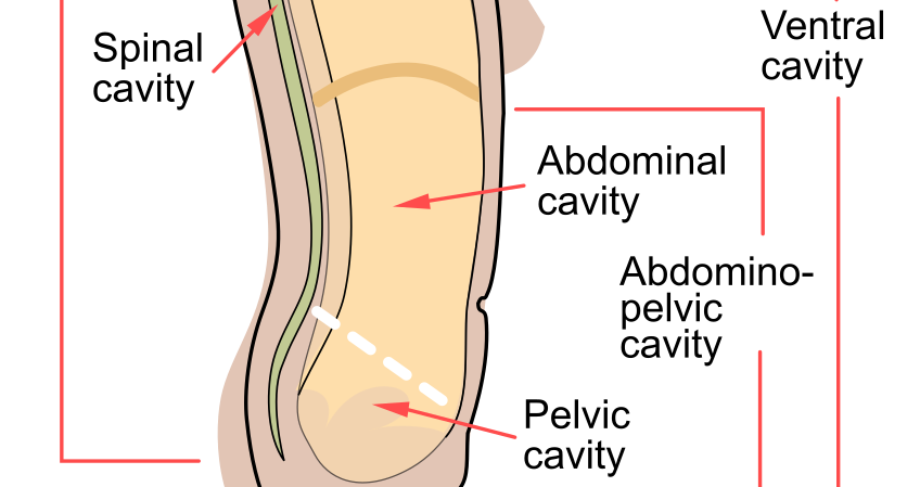 Diagram displaying abdominal and pelvic cavity