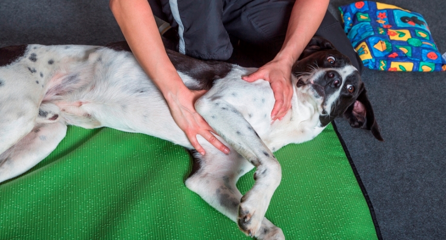 Dog receiving massage on the floor