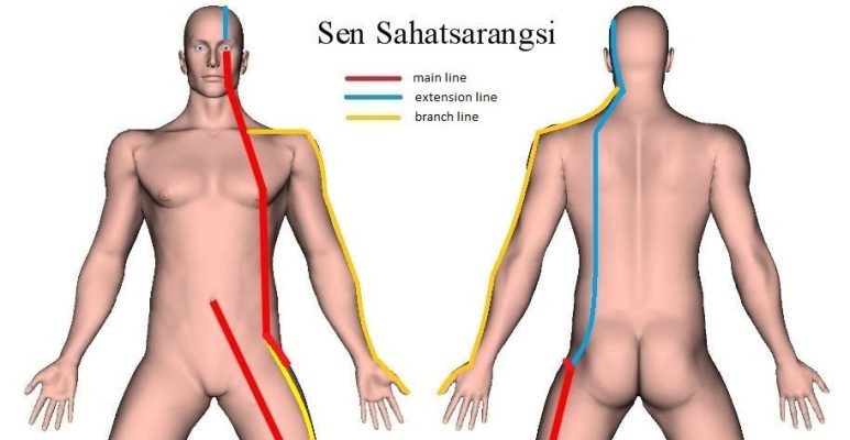Sen Sahatsarangsi | Patway and Function