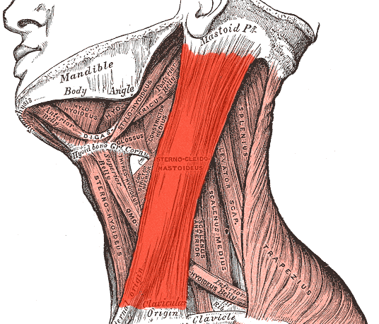 Wiki Sternocleidomastoid Neck Muscle Image