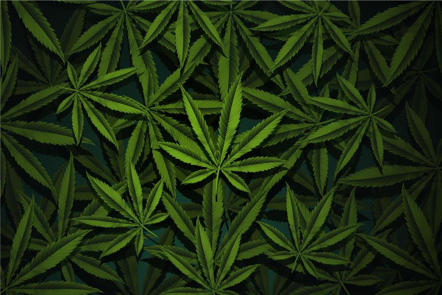 Realistic cannabis leaves