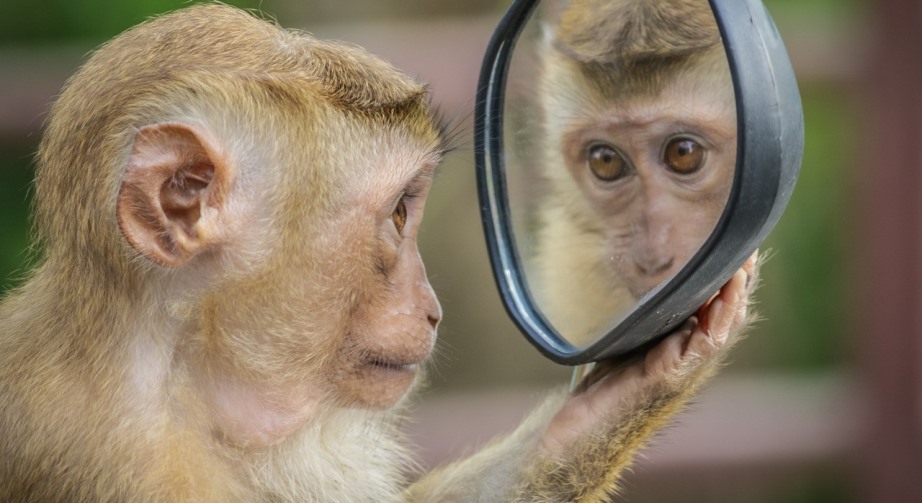 Monkey looking in mirror