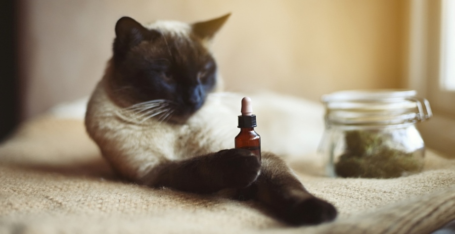 Cat playing with CBD drops in bottle