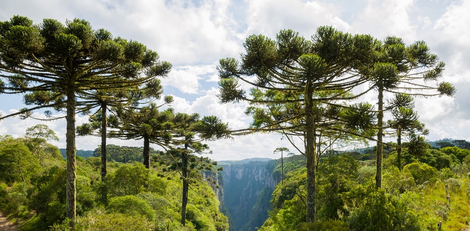 Araucaria and mountains - Serra Gaucha