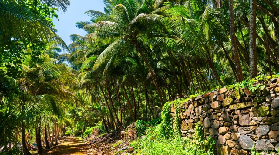 French Guiana - Amazonian Forest on Salvation Islands